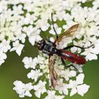 Cylindromyia bicolor