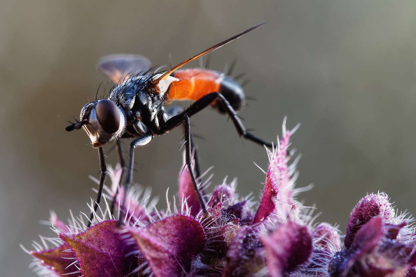 Cylindromyia bicolor