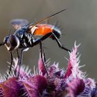 Cylindromyia bicolor