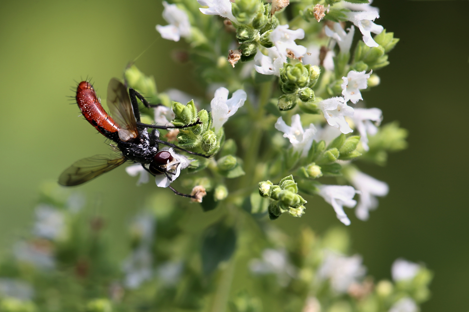 Cylindromyia bicolor