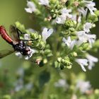 Cylindromyia bicolor