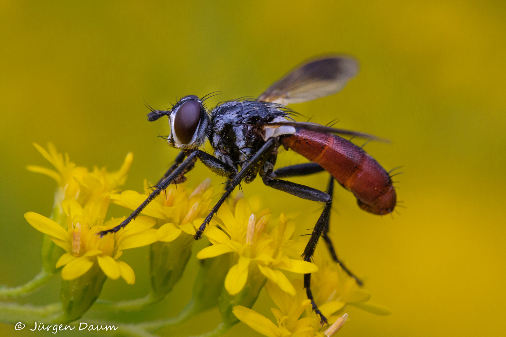 Cylindromyia bicolor (Tachinidae, Raupenfliege)