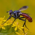 Cylindromyia bicolor (Tachinidae, Raupenfliege)