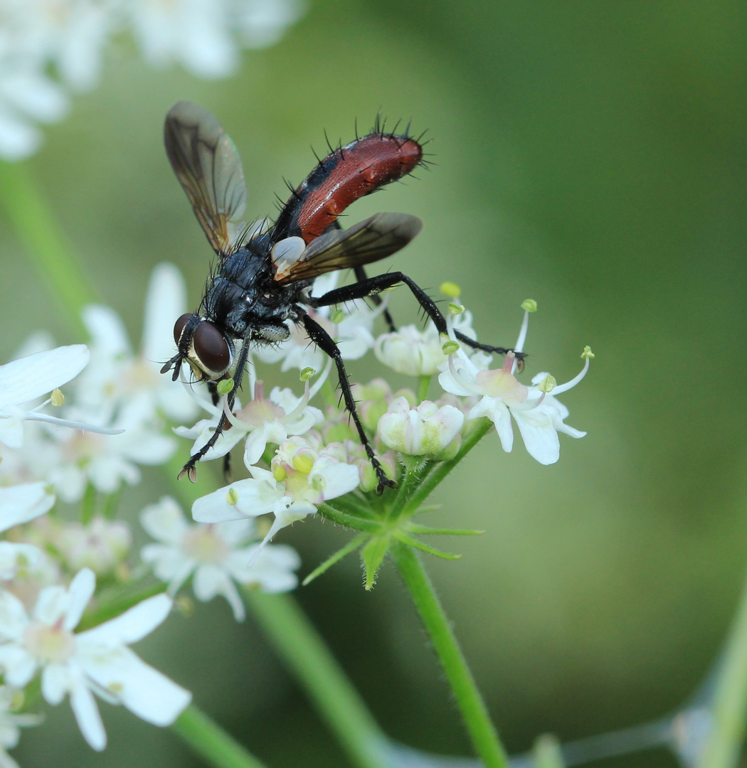 Cylindromyia bicolor/Deutscher Name nicht bekannt