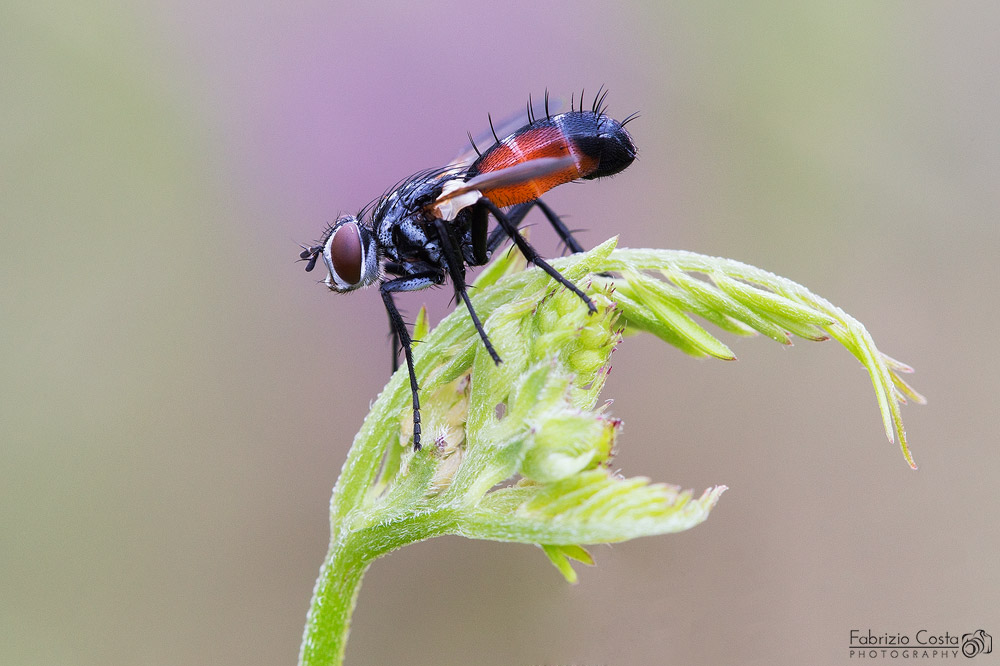 Cylindromyia brassicaria #2