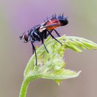 Cylindromyia brassicaria #2