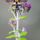 Cylindromyia brassicaria