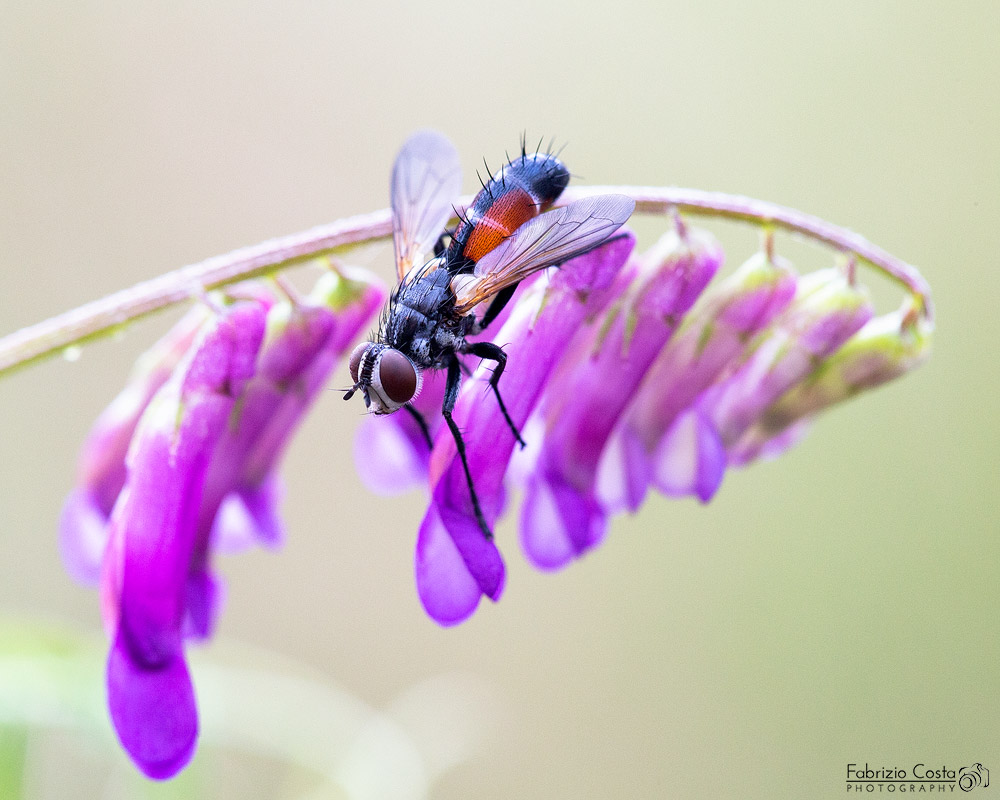 Cylindromyia brassicaria