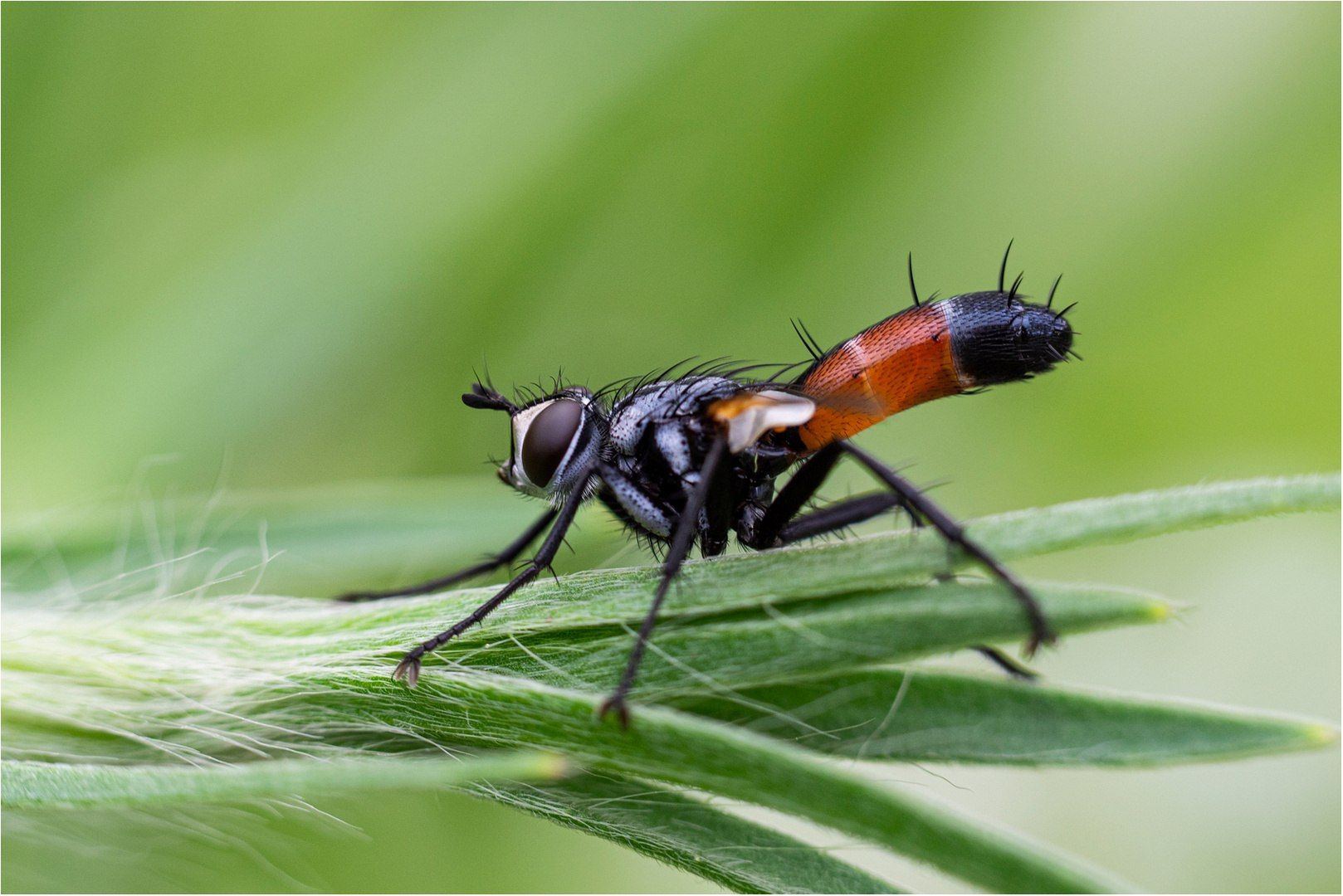 Cylindromyia brassicaria .. Foto & Bild tiere, wildlife, insekten