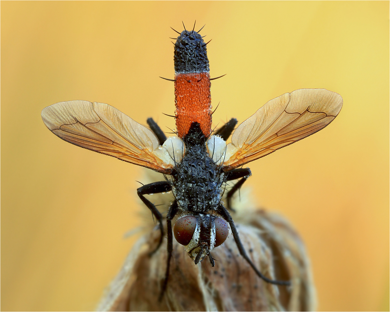 Cylindromyia brassicaria