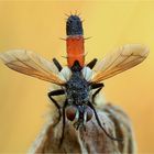 Cylindromyia brassicaria