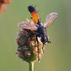 Cylindromyia brassicaria