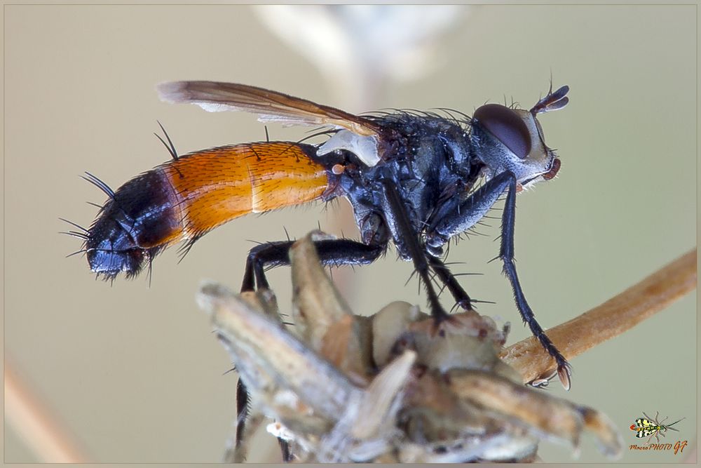 Cylindromyia Brassicaria (Fabricius, 1775)