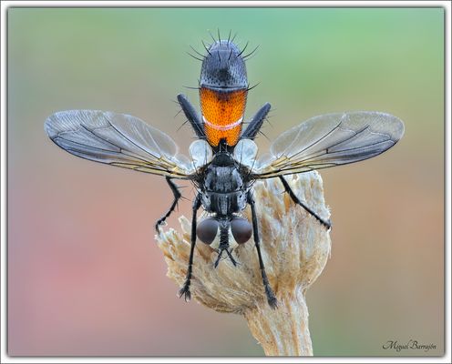 Cylindromyia pilipes