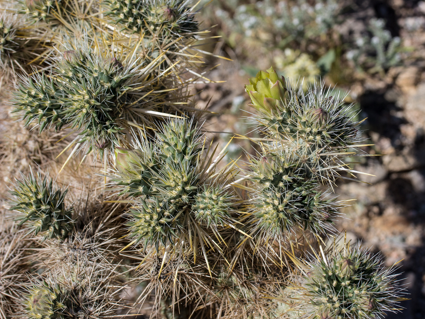 Cylindropuntia acanthocarpa