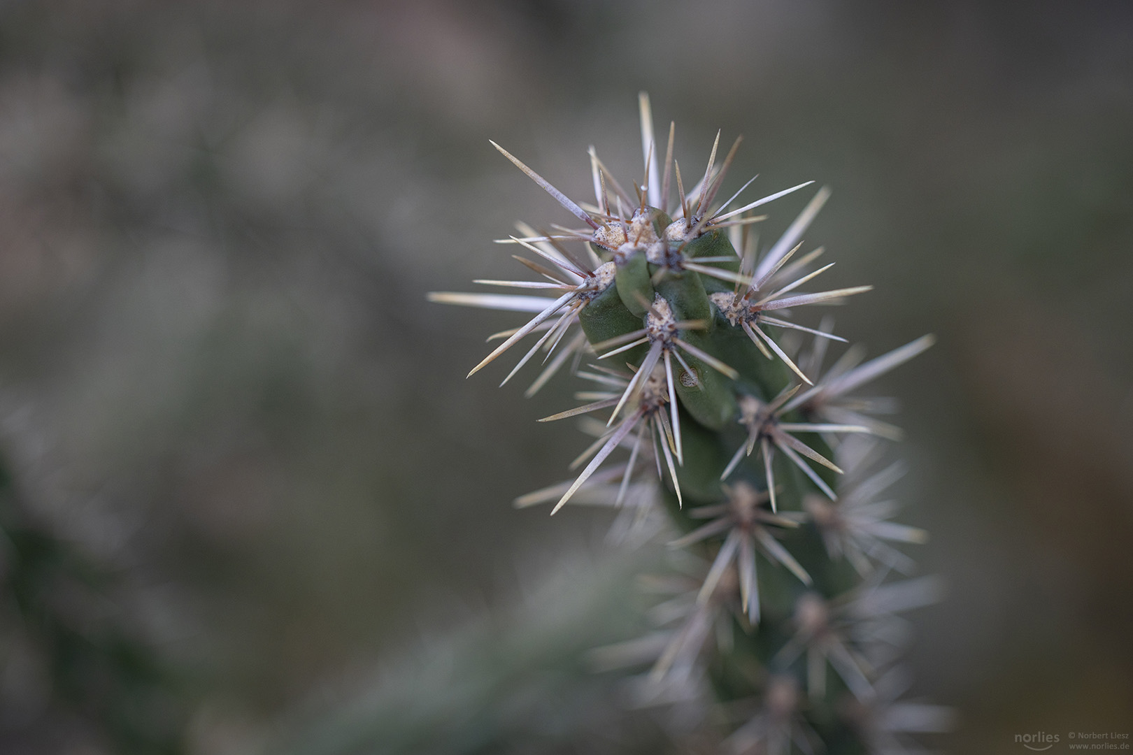 cylindropuntia imbricata