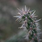 cylindropuntia imbricata