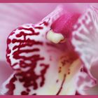 Cymbidium 02