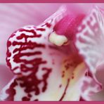 Cymbidium 02