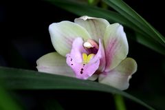 Cymbidium 1