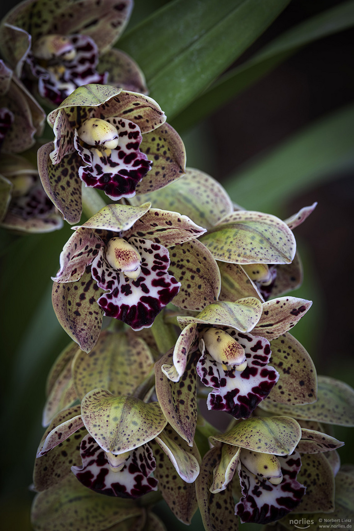 Cymbidium