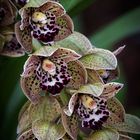 Cymbidium