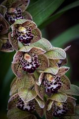 Cymbidium