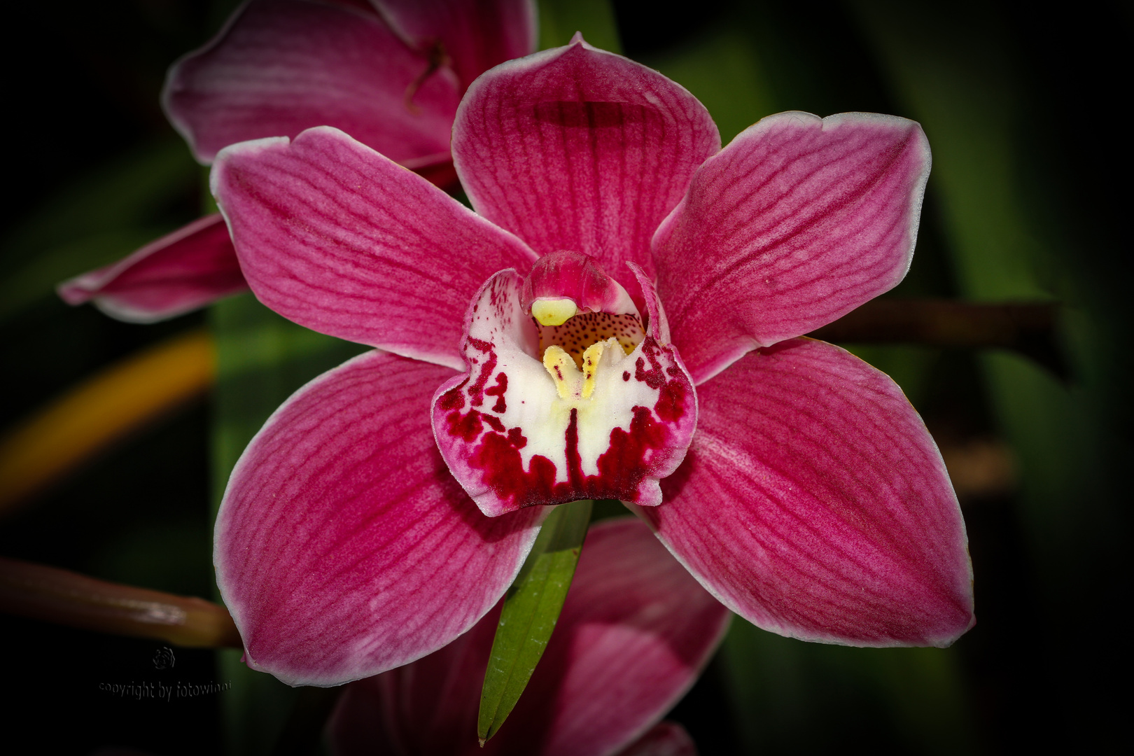 Cymbidium