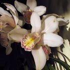 Cymbidium