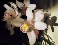 Cymbidium