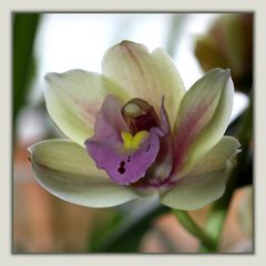 Cymbidium 2