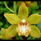 Cymbidium