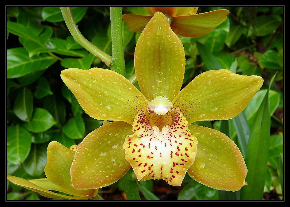 Cymbidium