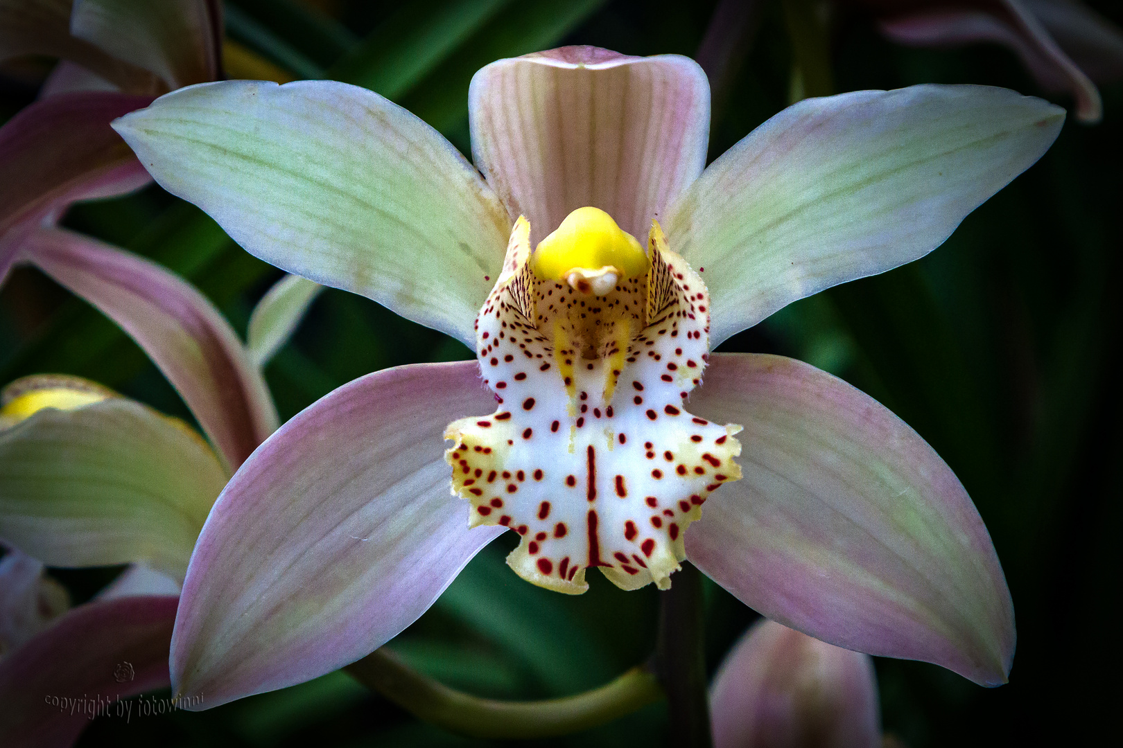 Cymbidium 3