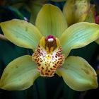 Cymbidium 4