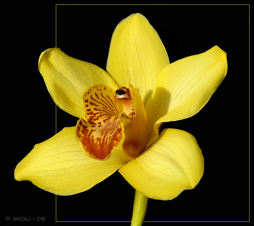 cymbidium