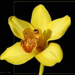 cymbidium