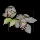 Cymbidium