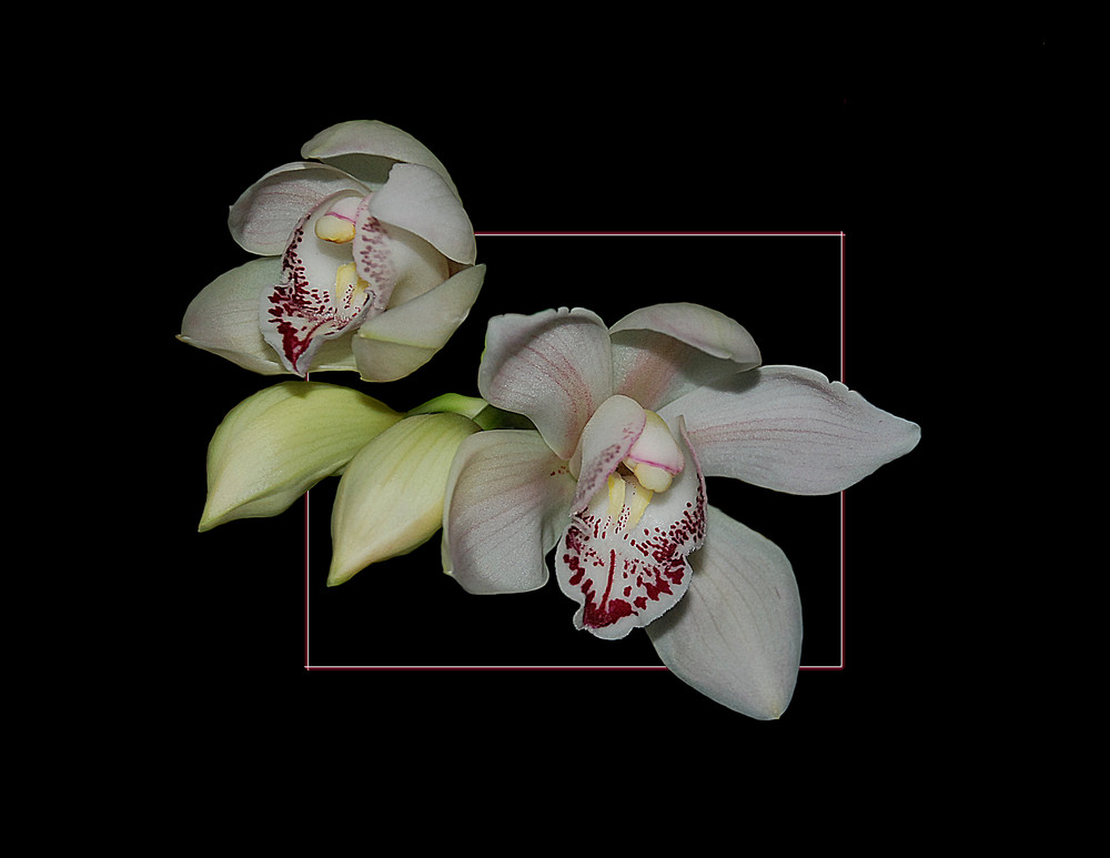 Cymbidium