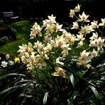 Cymbidium