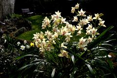 Cymbidium