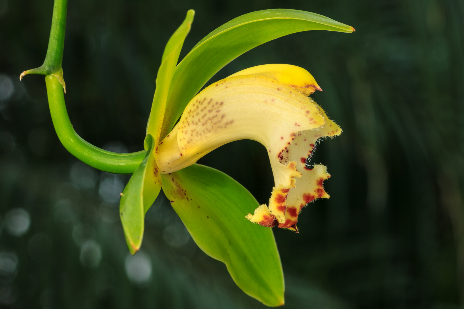 Cymbidium