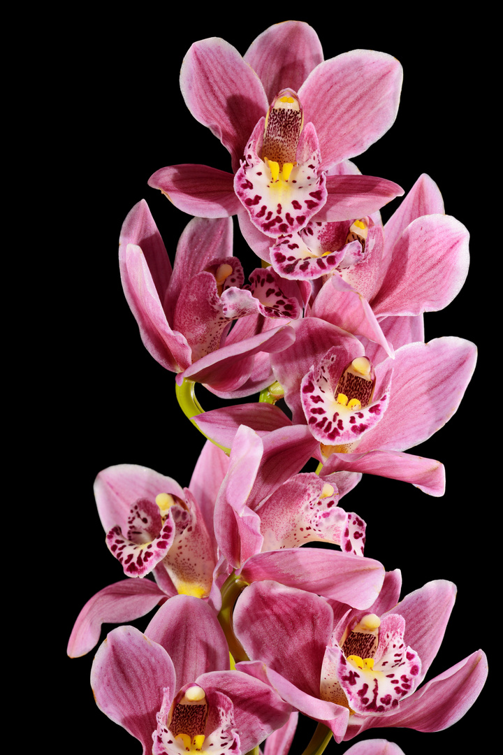 Cymbidium