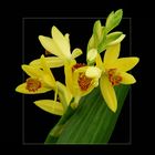 Cymbidium