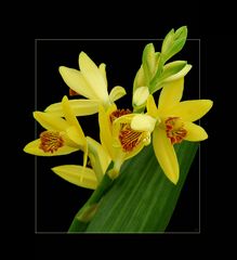 Cymbidium