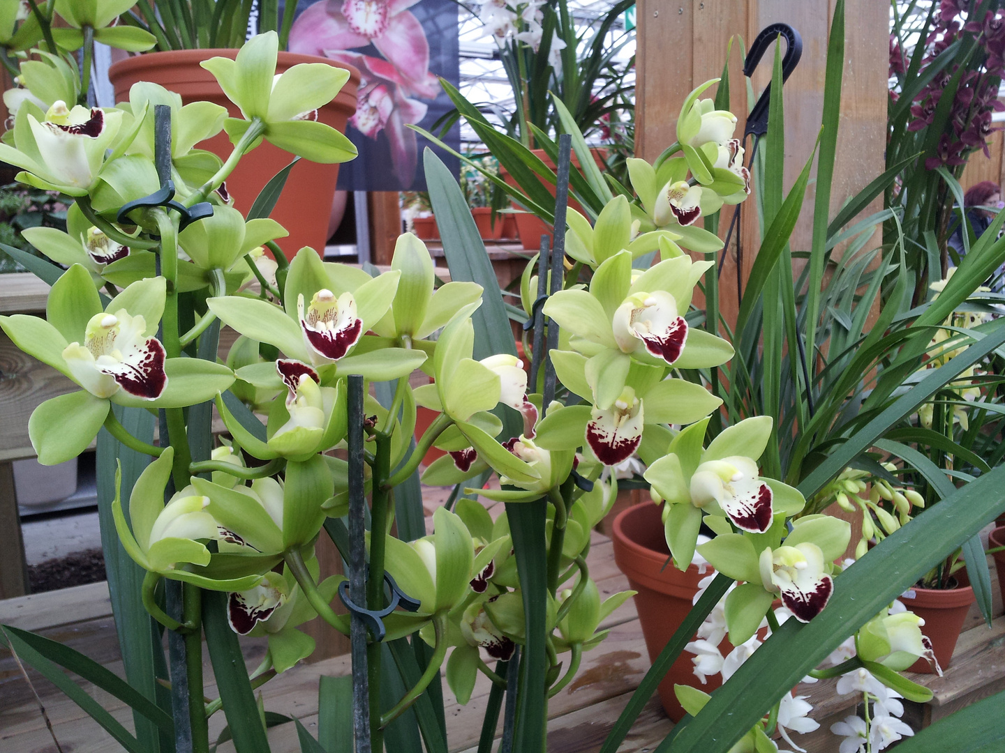 Cymbidium