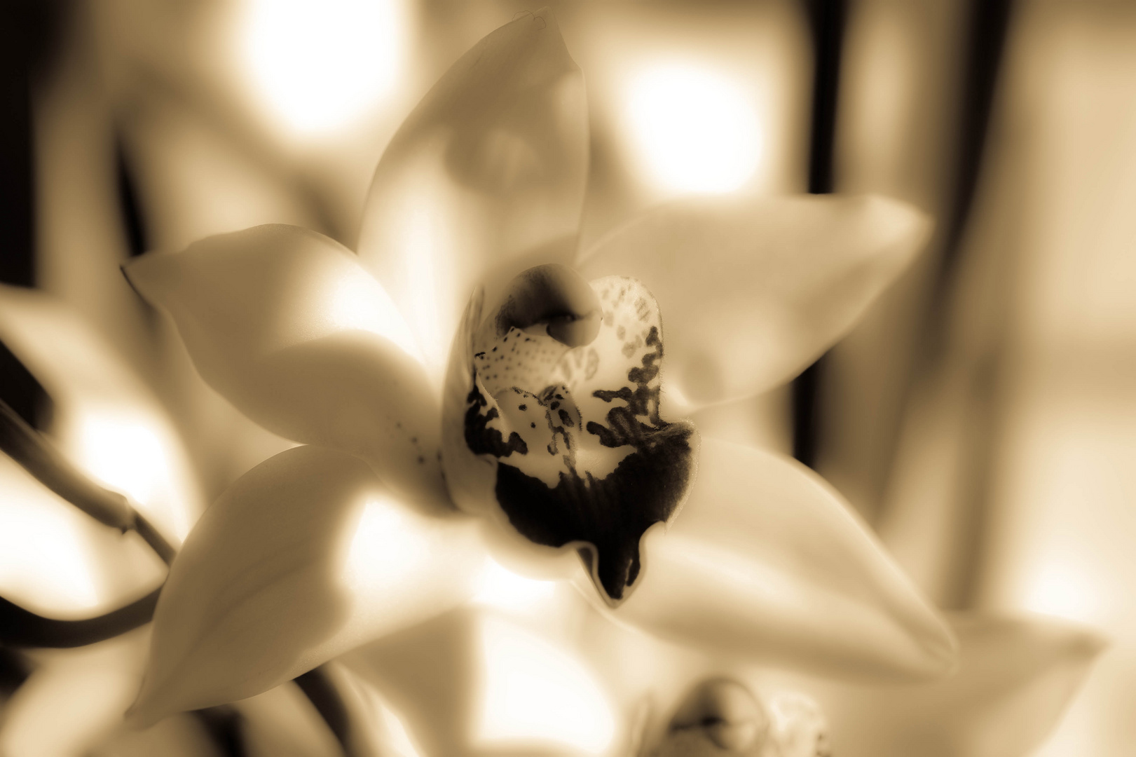 cymbidium