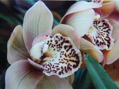 cymbidium