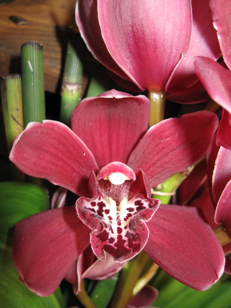 Cymbidium