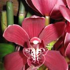 Cymbidium